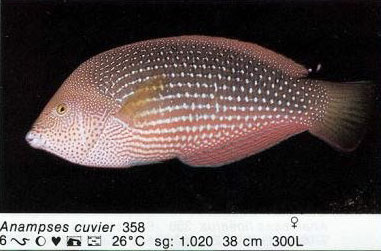 Anampses cuvier